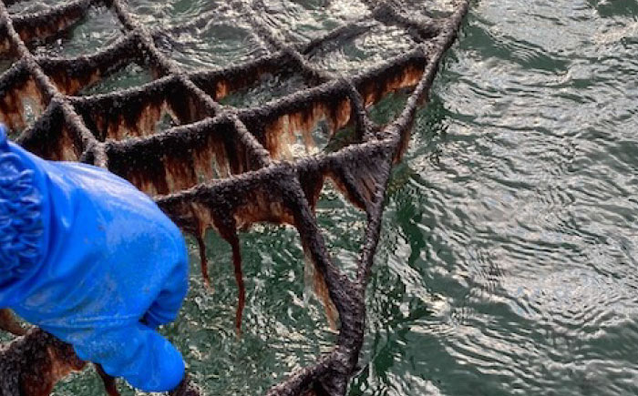 お子様のおやつにも！おにぎりにも！ごはんのお供、カネト海苔水産の「味付のりボトル入り」 ボリュームたっぷり　【初摘み 一番海苔 のり 贈答 ギフト おやつ 味付け海苔 海産物】広島県福山市/カネト海苔水産株式会社 [BAAQ007]