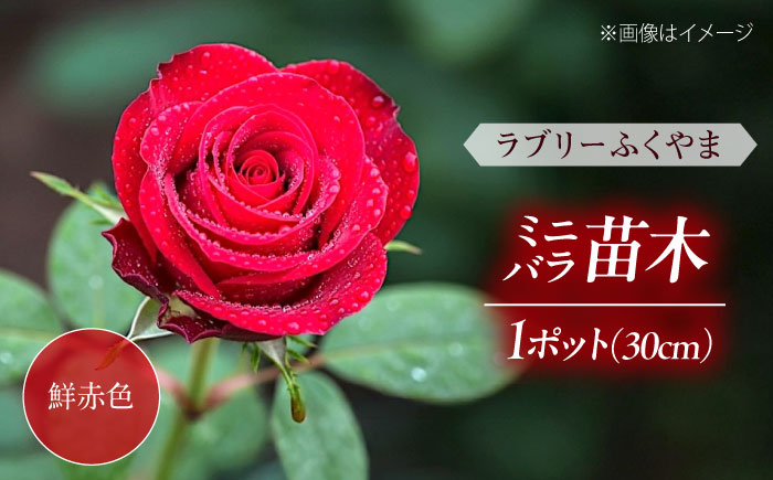 花 薔薇（ミニバラ苗木）：ラブリーふくやま・1ポット 広島県福山市/小林商事 植物 お花 ポット苗 苗 薔薇 バラ 観葉植物 [BAEA001]