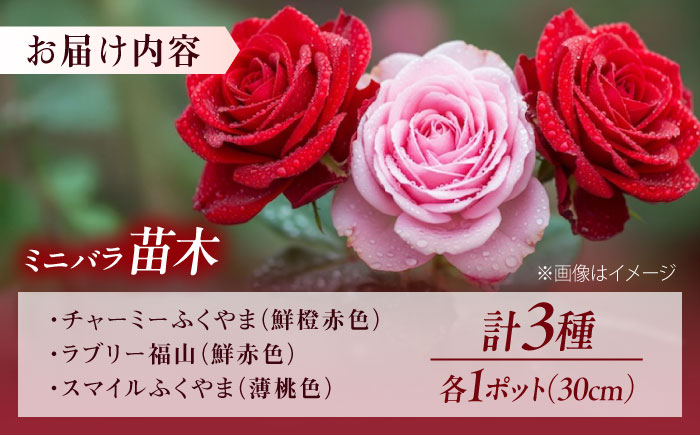 花 薔薇（ミニバラ苗木）：ふくやまシリーズ 3種混合・3ポット 広島県福山市/小林商事 植物 お花 苗木 苗 薔薇 バラ 観葉植物 セット [BAEA002]
