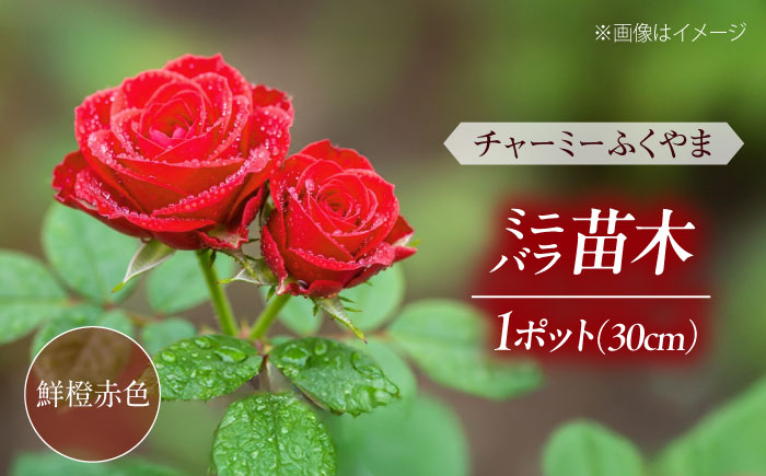 花 薔薇（ミニバラ苗木）：チャーミーふくやま・１ポット 広島県福山市/小林商事 植物 お花 苗木 苗 薔薇 バラ 観葉植物 [BAEA003]