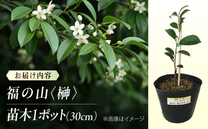 植物 福の山・榊（サカキ） 苗木（1ポット）：30cm 広島県福山市/小林商事 本榊 さかき 苗木 地植え 神棚 プランター 観葉植物 [BAEA008]