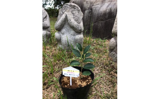 植物 福の山・榊（サカキ） 苗木(1ポット):20cm 広島県福山市/小林商事 本榊 さかき 苗木 地植え 神棚 プランター 観葉植物 [BAEA009]