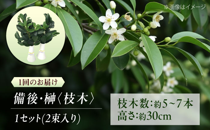 【全2回定期便】植物 備後・榊（サカキ）切り枝 １束サイズ1セット（2束入り） 広島県福山市/小林商事 本榊 さかき 国産 神棚 枝木 [BAEA011]