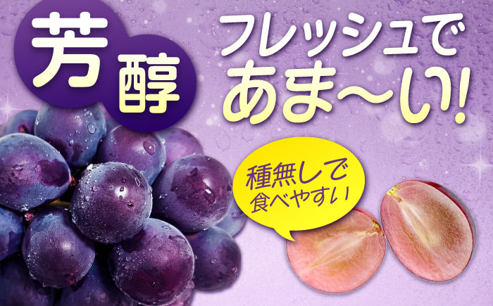 期間限定/8月下旬～9月上旬頃発送 沼隈ぶどう「ピオーネ」 約2kg 4～5房（種なし） 広島県福山市/福山市農業協同組合　沼隈グリーンセンター ぶどう ブドウ 葡萄 種なし 大粒[BAEV002]
