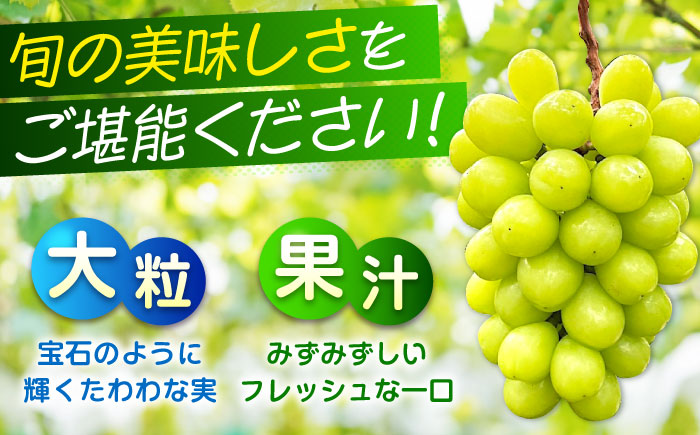 数量限定/9月上旬～9月下旬頃発送 沼隈ぶどう シャインマスカット 約1kg(2房) 広島県福山市/福山市農業協同組合　沼隈グリーンセンター ぶどう ブドウ 葡萄 種なし 大粒 マスカット [BAEV005]