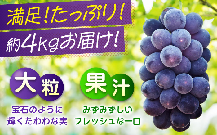 期間限定/8月下旬～9月上旬頃発送 沼隈ぶどう「ピオーネ」 約2kg×2 (8～10房)種なし 広島県福山市/福山市農業協同組合　沼隈グリーンセンター ぶどう ブドウ 葡萄 種なし 大粒 [BAEV006]