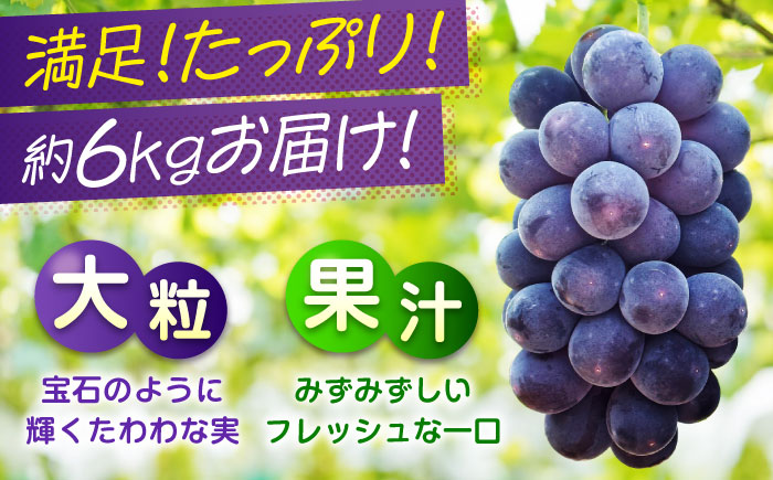 期間限定/8月下旬～9月上旬頃発送 沼隈ぶどう「ピオーネ」 約2kg×3 (12～15房)種なし 広島県福山市/福山市農業協同組合　沼隈グリーンセンター ぶどう ブドウ 葡萄 種なし 大粒 [BAEV007]