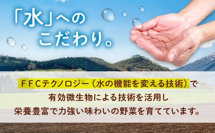 愛菜連のおまかせ野菜パック（４人用）野菜詰合せ 旬 旬の野菜 野菜セット 産地直送 ミネラル ビタミン 豊富　広島県福山市/マルフク株式会社 [BAFW001]