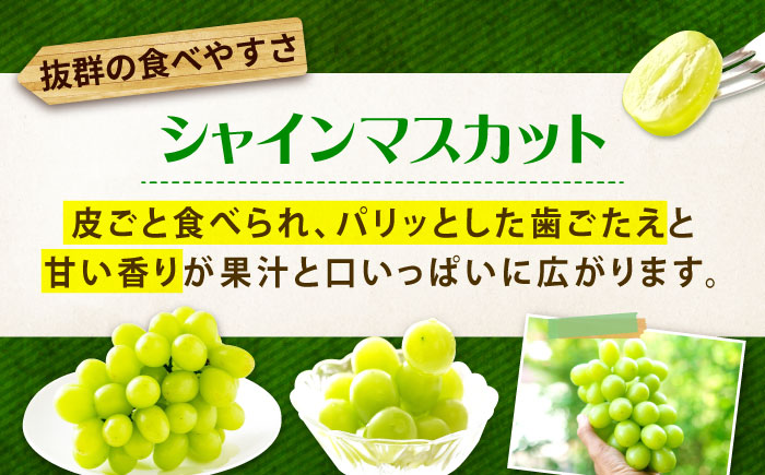 先行予約 【2026年9月中旬～9月下旬発送】 ぶどう食べ比べセット（ニューベリーA・シャインマスカット） 計1kg 広島県福山市/株式会社フジ・アグリフーズ ブドウ 食べ比べ セット ニューベリーA シャインマスカット [BAGF002]