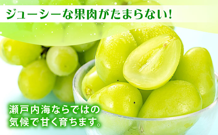 先行予約 【2026年9月中旬から10月上旬発送】シャインマスカット 2房入り 計1kg 広島県福山市/株式会社フジ・アグリフーズ ブドウ 葡萄 マスカット ギフト 種なし 大粒 [BAGF005]