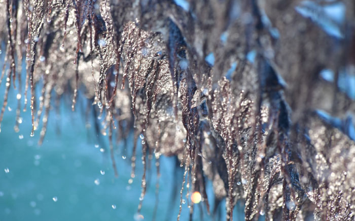 田島海苔師の焼海苔 (6切12枚5袋)×15個入 広島県福山市/マルコ水産有限会社 ギフト お中元 のり 焼き海苔 焼海苔 [BABD012]