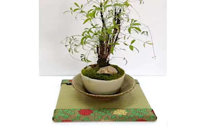 たたみ ばらの小畳（銀白色・引目×薔薇縁） 1枚 福山市/畦崎畳商工株式会社 畳 インテリア 和風 和モダン たたみ [BADP004]