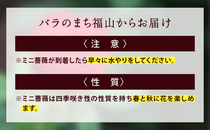 花 薔薇（ミニバラ苗木）：ラブリーふくやま・1ポット 広島県福山市/小林商事 植物 お花 ポット苗 苗 薔薇 バラ 観葉植物 [BAEA001]