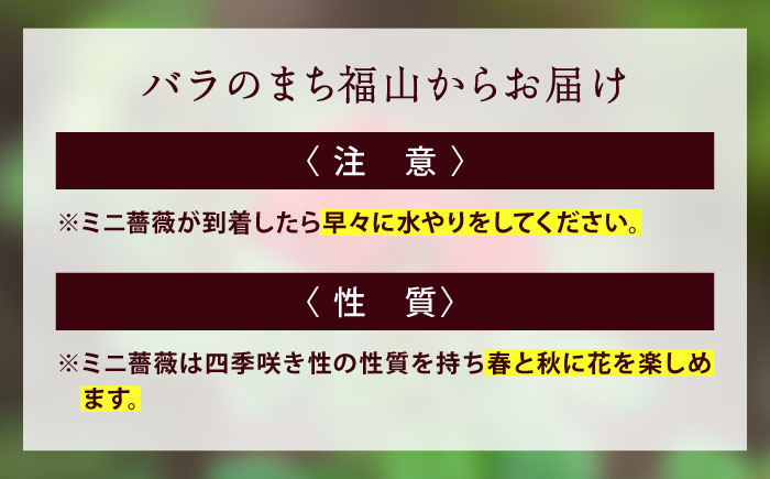 花 薔薇（ミニバラ苗木）：チャーミーふくやま・１ポット 広島県福山市/小林商事 植物 お花 苗木 苗 薔薇 バラ 観葉植物 [BAEA003]