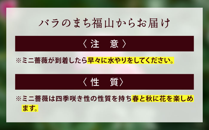 花 薔薇（ミニバラ苗木）：スマイルふくやま・1ポット 広島県福山市/小林商事 植物 お花 ポット苗 苗 薔薇 バラ 観葉植物 [BAEA004]