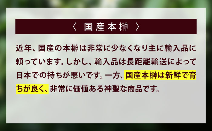【全2回定期便】植物 備後・榊（サカキ）切り枝 １束サイズ1セット（2束入り） 広島県福山市/小林商事 本榊 さかき 国産 神棚 枝木 [BAEA011]