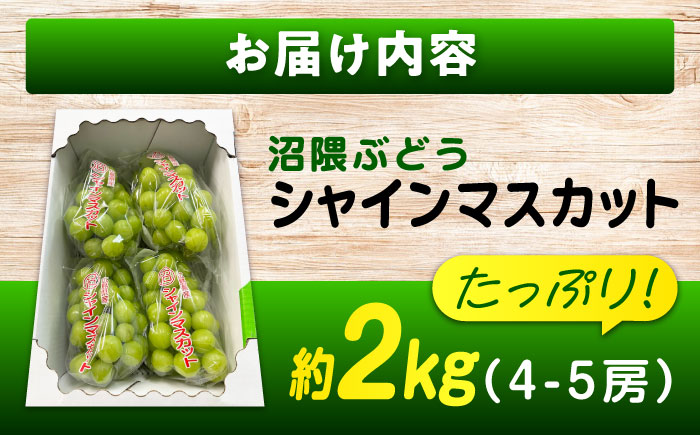 数量限定/9月上旬～9月下旬頃発送 沼隈ぶどう シャインマスカット 約2kg(4～5房) 広島県福山市/福山市農業協同組合　沼隈グリーンセンター ぶどう ブドウ 葡萄 種なし 大粒 マスカット[BAEV004]