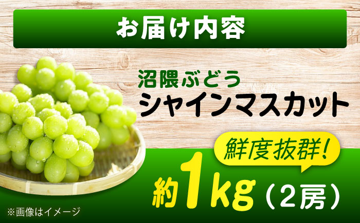 数量限定/9月上旬～9月下旬頃発送 沼隈ぶどう シャインマスカット 約1kg(2房) 広島県福山市/福山市農業協同組合　沼隈グリーンセンター ぶどう ブドウ 葡萄 種なし 大粒 マスカット [BAEV005]