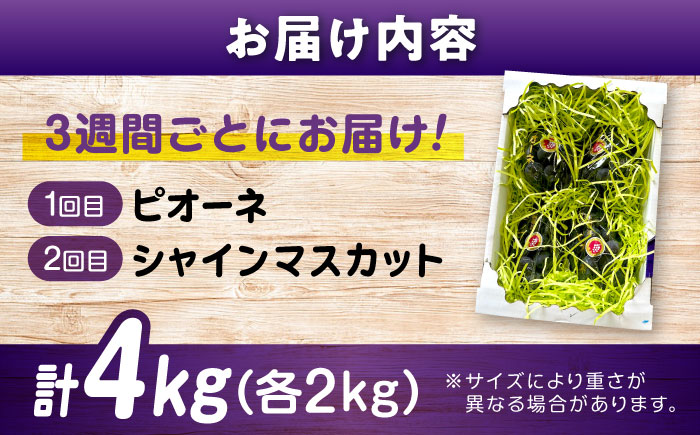 【全2回定期便】ピオーネ マスカット 各2kg（計2種）沼隈ぶどう定期便 広島県福山市/福山市農業協同組合 沼隈グリーンセンター ぶどう ブドウ 葡萄 シャインマスカット マスカット 種なし 大粒 [BAEV014]