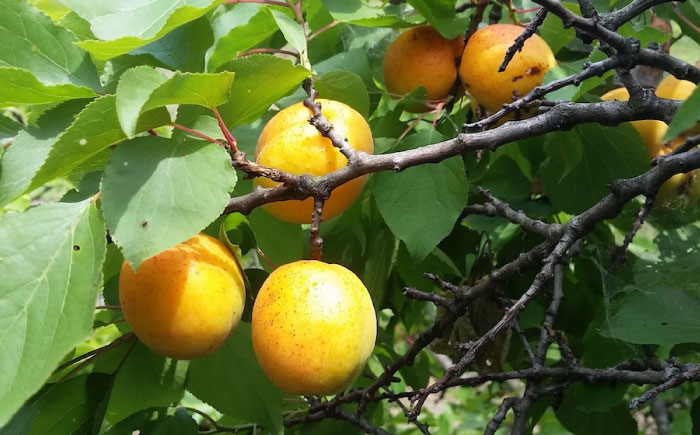 ゼリー 瀬戸内果実ぜりぃ 田尻あんずゼリー 12個入り ゼリー フルーツ デザート おやつ お菓子 スイーツ 甘い 広島県福山市/有限会社勉強堂 [BAFL004]