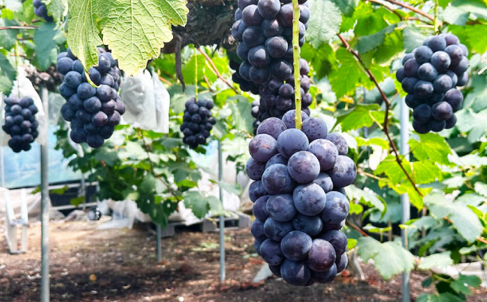 ゼリー 瀬戸内産 沼隈ぶどうピオーネゼリー 12個入り ゼリー スイーツ デザート おやつ 果物 お菓子 スイーツ 甘い 広島県福山市/有限会社勉強堂 [BAFL005]