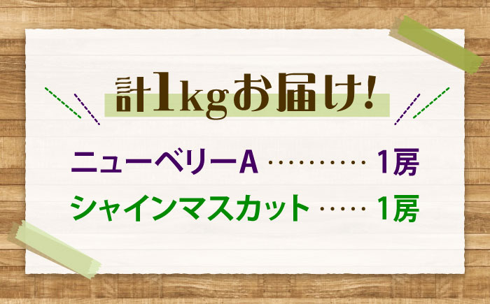 先行予約 【2026年9月中旬～9月下旬発送】 ぶどう食べ比べセット（ニューベリーA・シャインマスカット） 計1kg 広島県福山市/株式会社フジ・アグリフーズ ブドウ 食べ比べ セット ニューベリーA シャインマスカット [BAGF002]