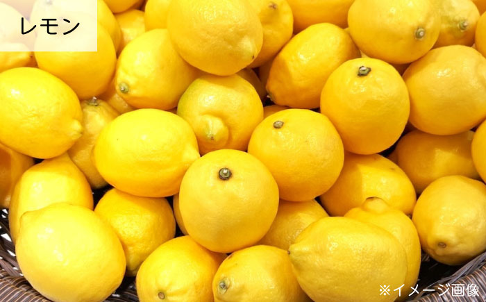 瀬戸内せんべい3袋セット 瀬戸田レモン ちりめん ジャガイモ 野菜せんべい チップス スナック 和菓子 お菓子 詰め合わせ れもん じゃがいも 広島県福山市/ワイオリファーム [BAGP002]