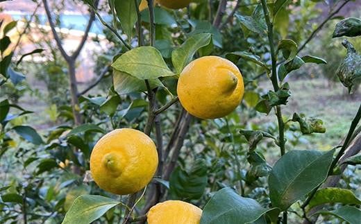 紅茶 健康をサポートする福山ハーブティー３種類詰め合わせ（1g×5ケ）×3種 広島県福山市/パディントン ハーブティー ハーブ 柑橘 お湯出し 詰合せ 健康 [BAAX002]