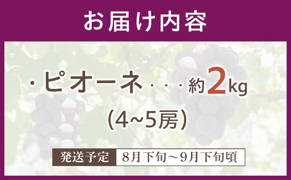 期間限定》沼隈ぶどう「ピオーネ」約2kg 4～5房（種なし）《8月下旬～9月下旬頃発送》: 福山市ANAのふるさと納税