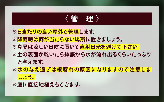 花 薔薇（ミニバラ苗木）：ラブリーふくやま・1ポット 広島県福山市/小林商事 植物 お花 ポット苗 苗 薔薇 バラ 観葉植物 [BAEA001]