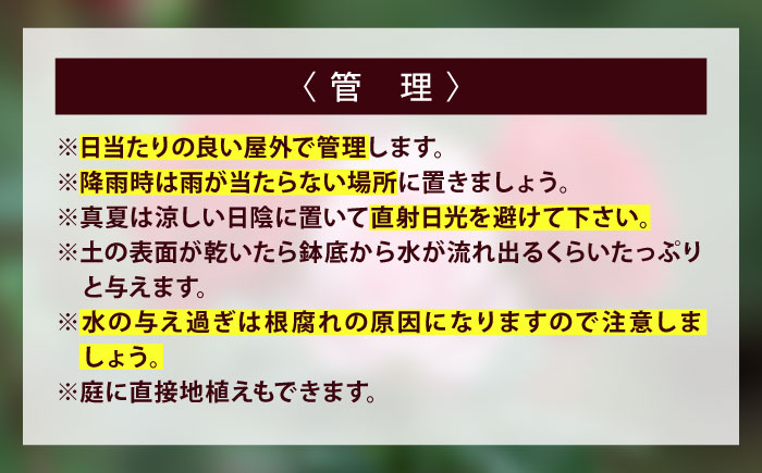 花 薔薇（ミニバラ苗木）：チャーミーふくやま・１ポット 広島県福山市/小林商事 植物 お花 苗木 苗 薔薇 バラ 観葉植物 [BAEA003]