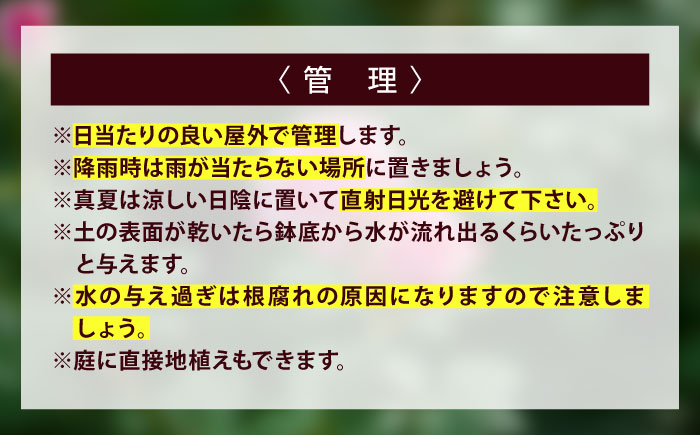 花 薔薇（ミニバラ苗木）：スマイルふくやま・1ポット 広島県福山市/小林商事 植物 お花 ポット苗 苗 薔薇 バラ 観葉植物 [BAEA004]