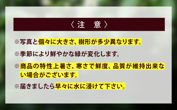 植物 福の山・榊（サカキ) 苗木(1ポット)：50cm 広島県福山市/小林商事 本榊 さかき 苗木 地植え 神棚 プランター 観葉植物 [BAEA006]