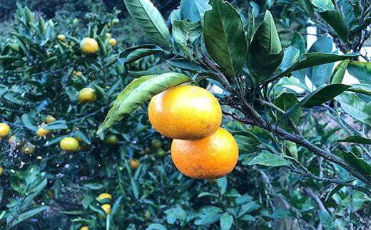 紅茶 健康をサポートする福山ハーブティー３種類詰め合わせ（1g×5ケ）×3種 広島県福山市/パディントン ハーブティー ハーブ 柑橘 お湯出し 詰合せ 健康 [BAAX002]