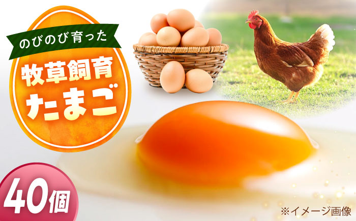 天心山 たまご 40個（10個入り×4パック） 卵 たまご 高級 食品 たまごかけご飯 卵かけご飯 卵焼き 生卵 濃厚 ケーキ お菓子 づくり ランキング 上位 人気 おすすめ 　広島県福山市/天心山ファーム [BABW014]