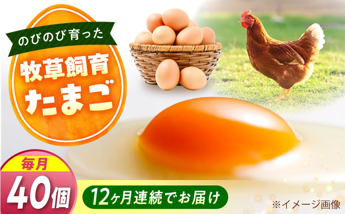 【全12回定期便】天心山 たまご 40個（10個入り×4パック） 卵 たまご 高級 食品 たまごかけご飯 卵かけご飯 卵焼き 生卵 濃厚 ケーキ お菓子 づくり ランキング 上位 人気 おすすめ 定期便　広島県福山市/天心山ファーム [BABW032]