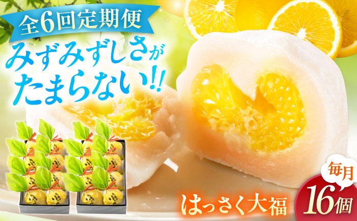 【全6回定期便】お菓子 はっさく大福8個入×2　 お菓子 大福 八朔 柑橘 みかん オレンジ 餅 ギフト お取り寄せ スイーツ フルーツ大福 ご当地 菓子 おかし デザート 食品 人気 おすすめ 広島県福山市/株式会社虎屋本舗 [BADH027]