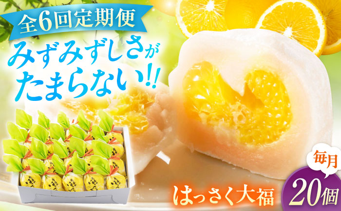 【全6回定期便】お菓子 はっさく大福20個入　 お菓子 大福 八朔 柑橘 みかん オレンジ 餅 ギフト お取り寄せ スイーツ フルーツ大福 ご当地 菓子 おかし デザート 食品 人気 おすすめ 広島県福山市/株式会社虎屋本舗 [BADH031]
