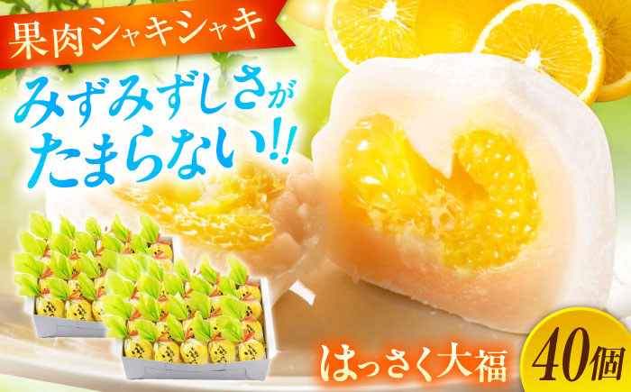 お菓子 はっさく大福20個入×2　 お菓子 大福 八朔 柑橘 みかん オレンジ 餅 ギフト お取り寄せ スイーツ フルーツ大福 ご当地 菓子 おかし デザート 食品 人気 おすすめ 広島県福山市/株式会社虎屋本舗 [BADH033]