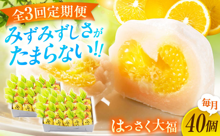 【全3回定期便】お菓子 はっさく大福20個入×2　 お菓子 大福 八朔 柑橘 みかん オレンジ 餅 ギフト お取り寄せ スイーツ フルーツ大福 ご当地 菓子 おかし デザート 食品 人気 おすすめ 広島県福山市/株式会社虎屋本舗 [BADH034]