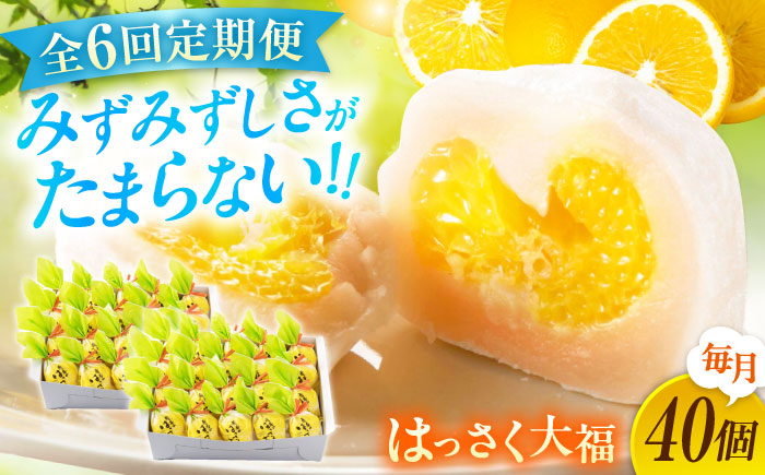 【全6回定期便】お菓子 はっさく大福20個入×2　 お菓子 大福 八朔 柑橘 みかん オレンジ 餅 ギフト お取り寄せ スイーツ フルーツ大福 ご当地 菓子 おかし デザート 食品 人気 おすすめ 広島県福山市/株式会社虎屋本舗 [BADH035]