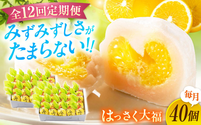 【全12回定期便】お菓子 はっさく大福20個入×2　 お菓子 大福 八朔 柑橘 みかん オレンジ 餅 ギフト お取り寄せ スイーツ フルーツ大福 ご当地 菓子 おかし デザート 食品 人気 おすすめ 広島県福山市/株式会社虎屋本舗 [BADH036]