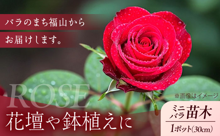 花 薔薇（ミニバラ苗木）：ラブリーふくやま・1ポット 広島県福山市/小林商事 植物 お花 ポット苗 苗 薔薇 バラ 観葉植物 [BAEA001]