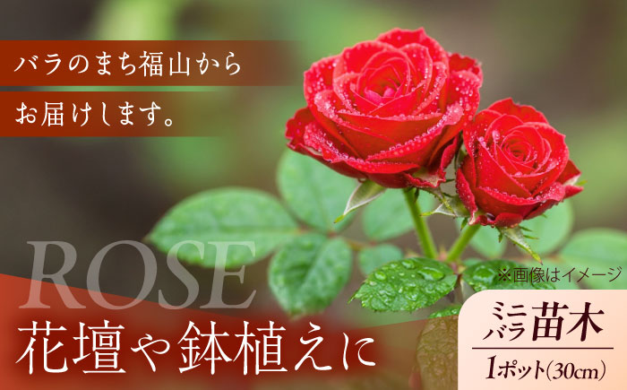花 薔薇（ミニバラ苗木）：チャーミーふくやま・１ポット 広島県福山市/小林商事 植物 お花 苗木 苗 薔薇 バラ 観葉植物 [BAEA003]