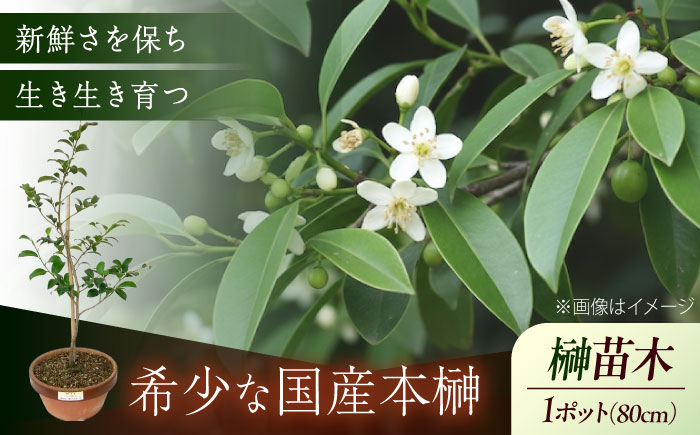 植物 福の山・榊（サカキ） 苗木（1鉢）：80cm プランター 広島県福山市/小林商事  本榊 さかき 苗木 地植え 神棚 祭壇 観葉植物 [BAEA005]