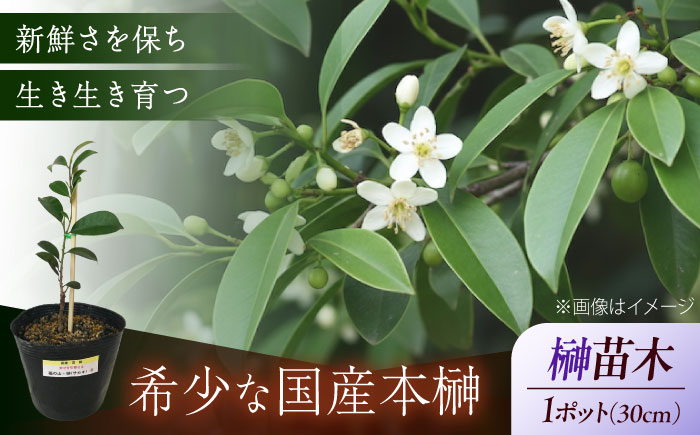 植物 福の山・榊（サカキ） 苗木（1ポット）：30cm 広島県福山市/小林商事 本榊 さかき 苗木 地植え 神棚 プランター 観葉植物 [BAEA008]