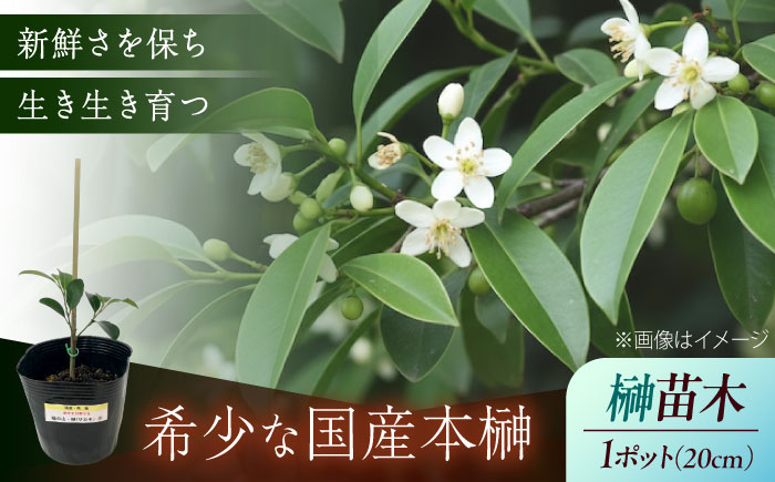 植物 福の山・榊（サカキ） 苗木(1ポット):20cm 広島県福山市/小林商事 本榊 さかき 苗木 地植え 神棚 プランター 観葉植物 [BAEA009]