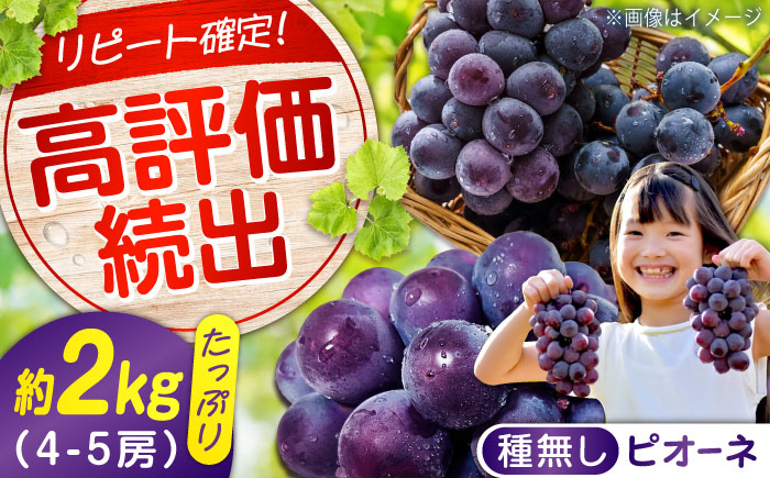 期間限定/8月下旬～9月上旬頃発送 沼隈ぶどう「ピオーネ」 約2kg 4～5房（種なし） 広島県福山市/福山市農業協同組合　沼隈グリーンセンター ぶどう ブドウ 葡萄 種なし 大粒[BAEV002]