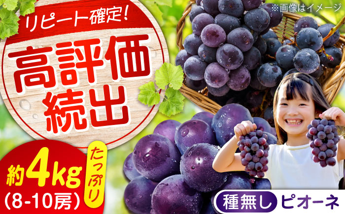 期間限定/8月下旬～9月上旬頃発送 沼隈ぶどう「ピオーネ」 約2kg×2 (8～10房)種なし 広島県福山市/福山市農業協同組合　沼隈グリーンセンター ぶどう ブドウ 葡萄 種なし 大粒 [BAEV006]