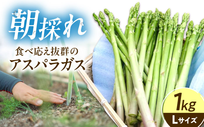アスパラガス 1kg 広島県福山市/稲葉ライスセンター ふるさと納税 アスパラ 1kg 令和8年産 送料無料 野菜 アスパラ ふるさと納税 アスパラガス 広島県産 産地直送 [BAHB001]